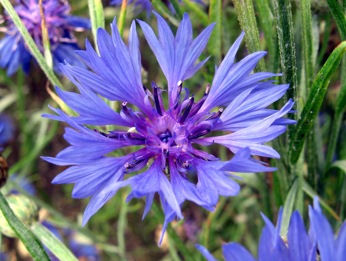 [Can't+argue+with+a+cornflower.JPG]