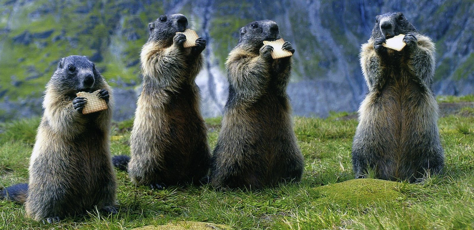 [Marmottes+gourmandes.jpg]