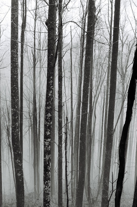 [trees+in+the+mist.jpg]
