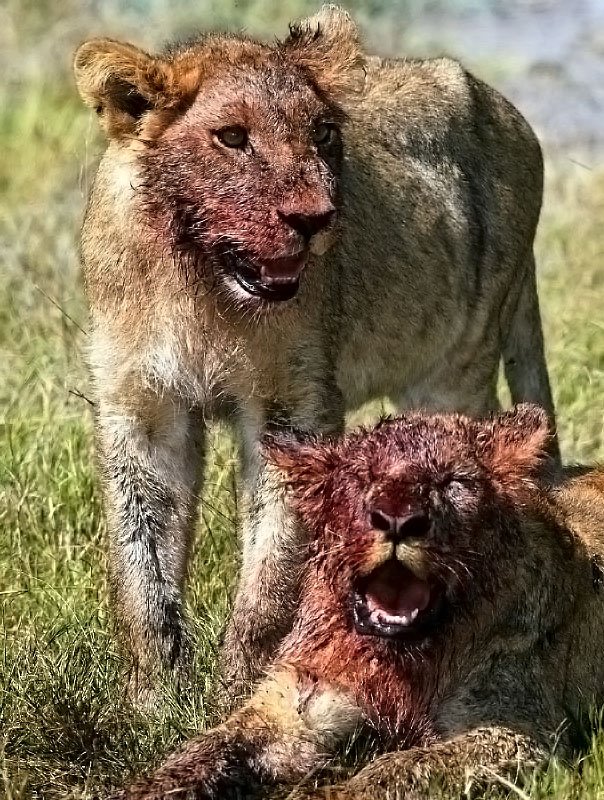 [lion+cubs+bloody.jpg]