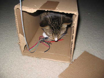 [boxofcats4.jpg]