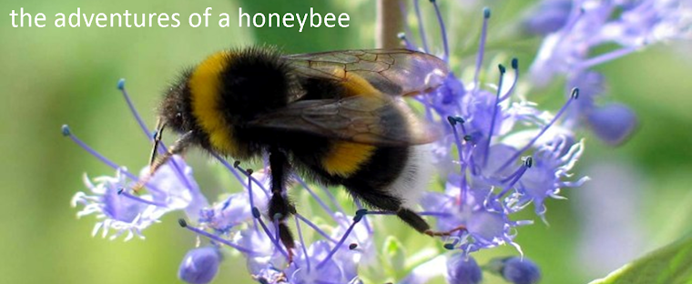 The Adventures of a Honeybee