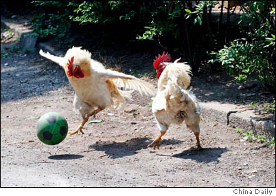 [roosters12.jpg]