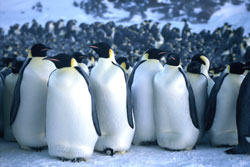[Penguins.jpg]