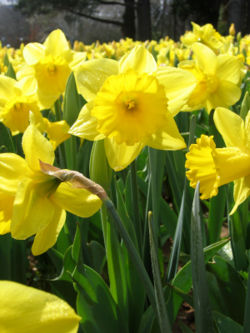 [250px-Yellow_daffodils_-_floriade_canberra.jpg]