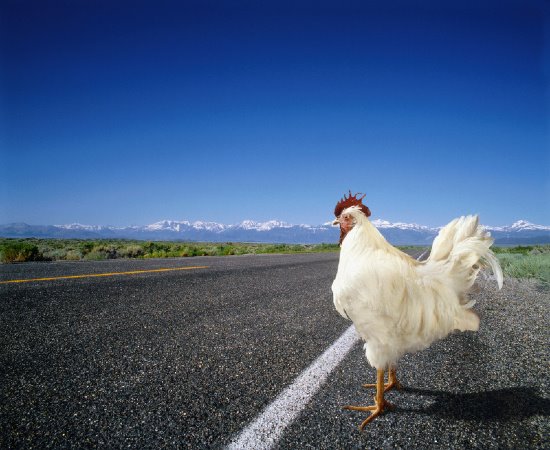 [Chicken+Crossing+Road.jpg]