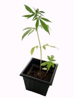 [450px-Marijuana_plant.jpg]