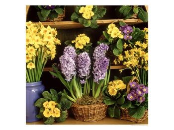 [GPBR02-00000917-001~Spring-Flower-Arrangement-Primula-Polyanthus-Narcissus-Hyacinthus-Posters.jpg]