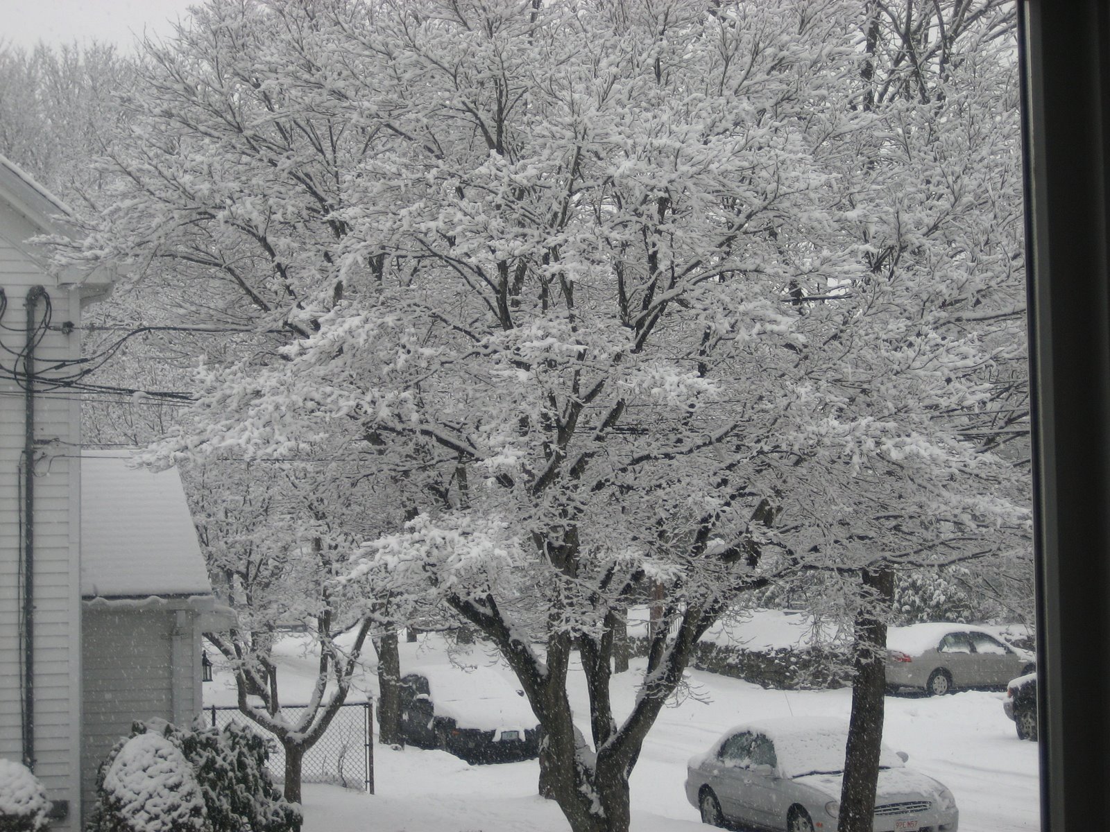 [snowy+tree.JPG]