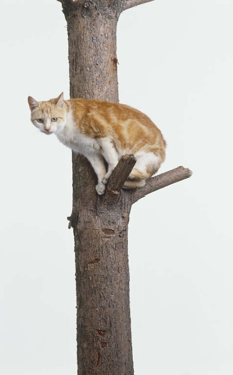 [cat+in+tree.jpg]