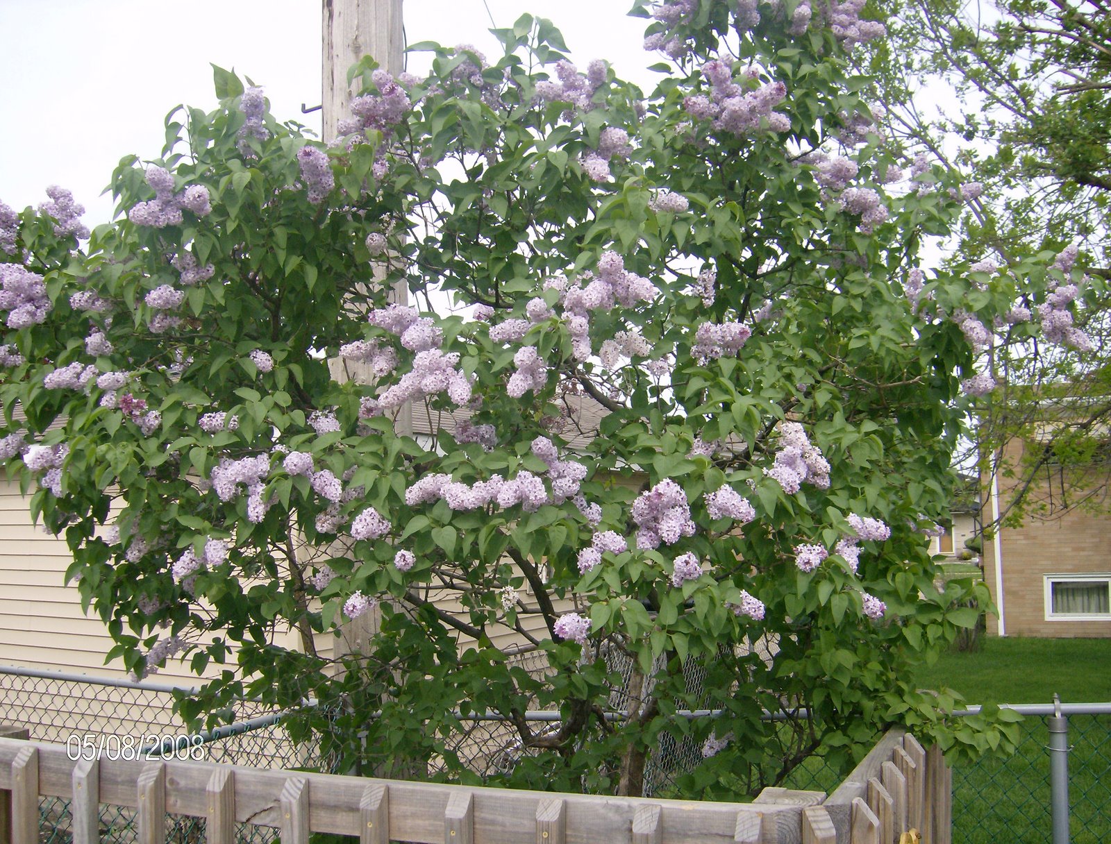 [My+lilac+bush!.jpg]