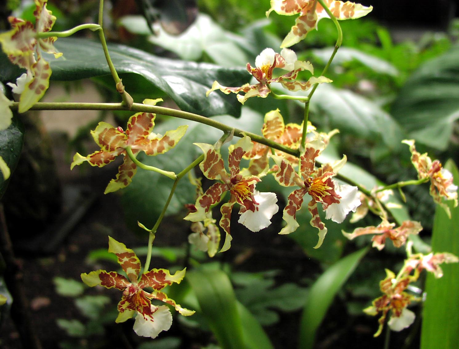 [speckledorchids.jpg]