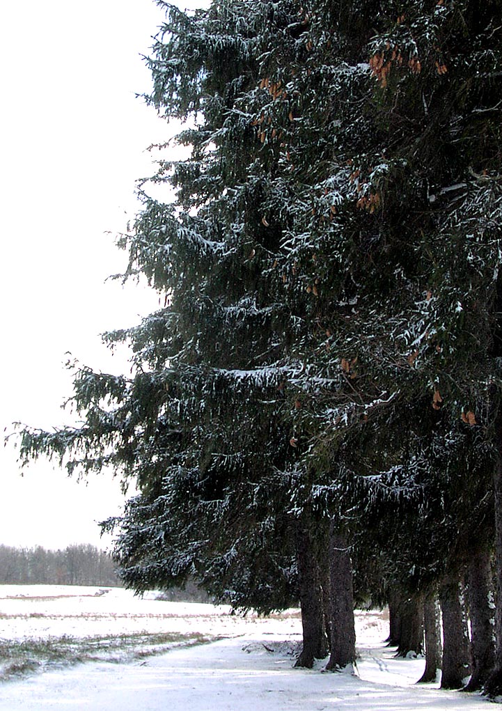 [spruce+trees.jpg]