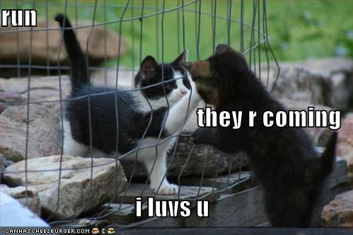 [funny-pictures-cute-kittens-cage.jpg]