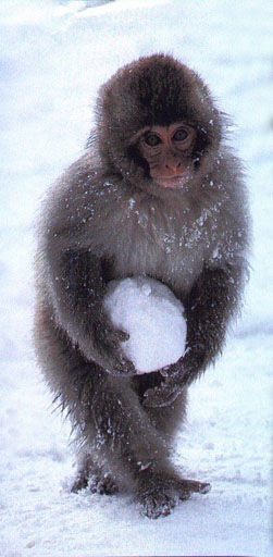 [japanese+snowball+monkey.jpg]