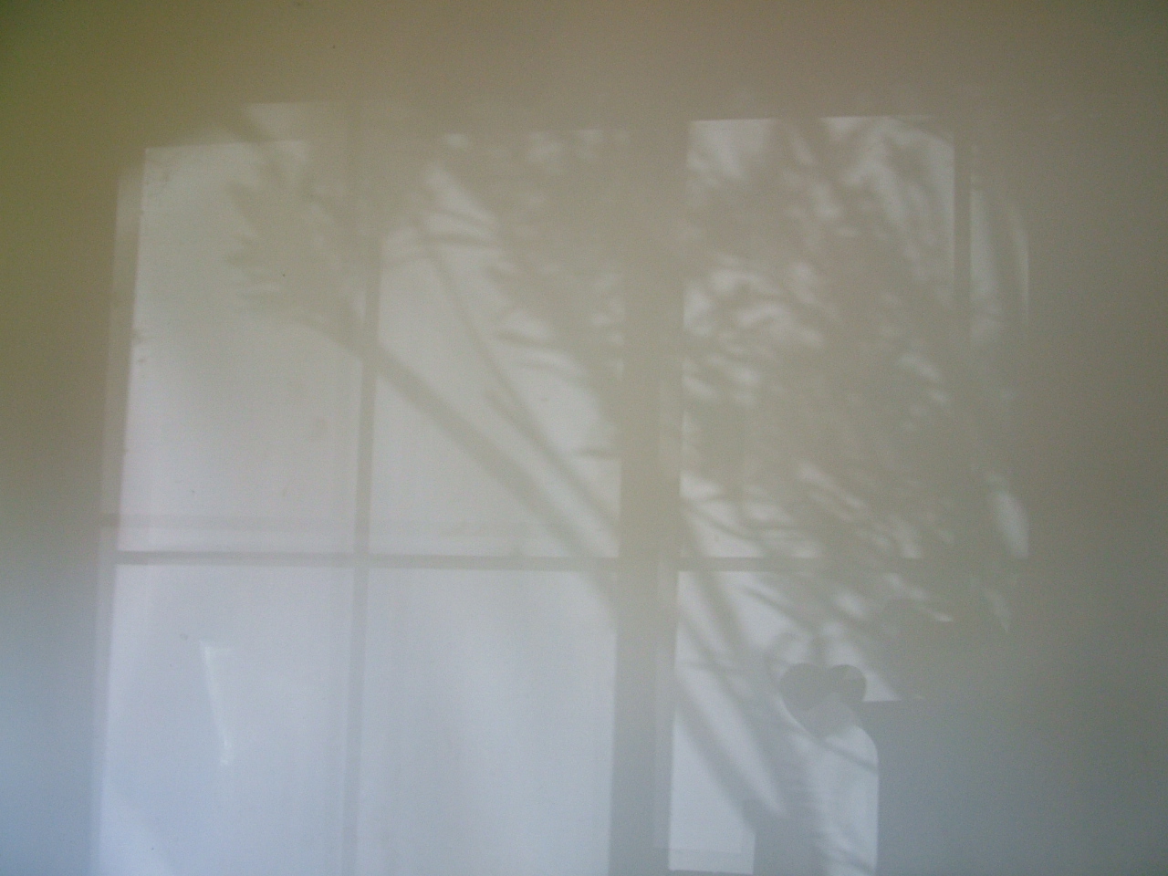 [morning+shadow.JPG]