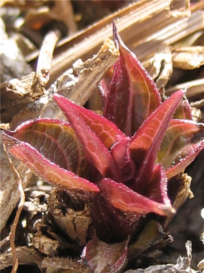 [echinacea_sprouts_detail.jpg]
