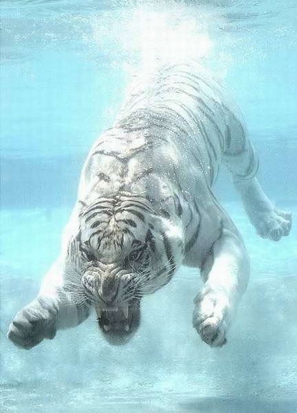 [White-Bengal-Tiger-Under-Water-7.jpg]