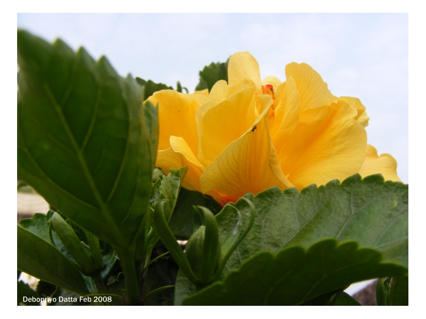 [yellow+hibiscus+02.jpg]