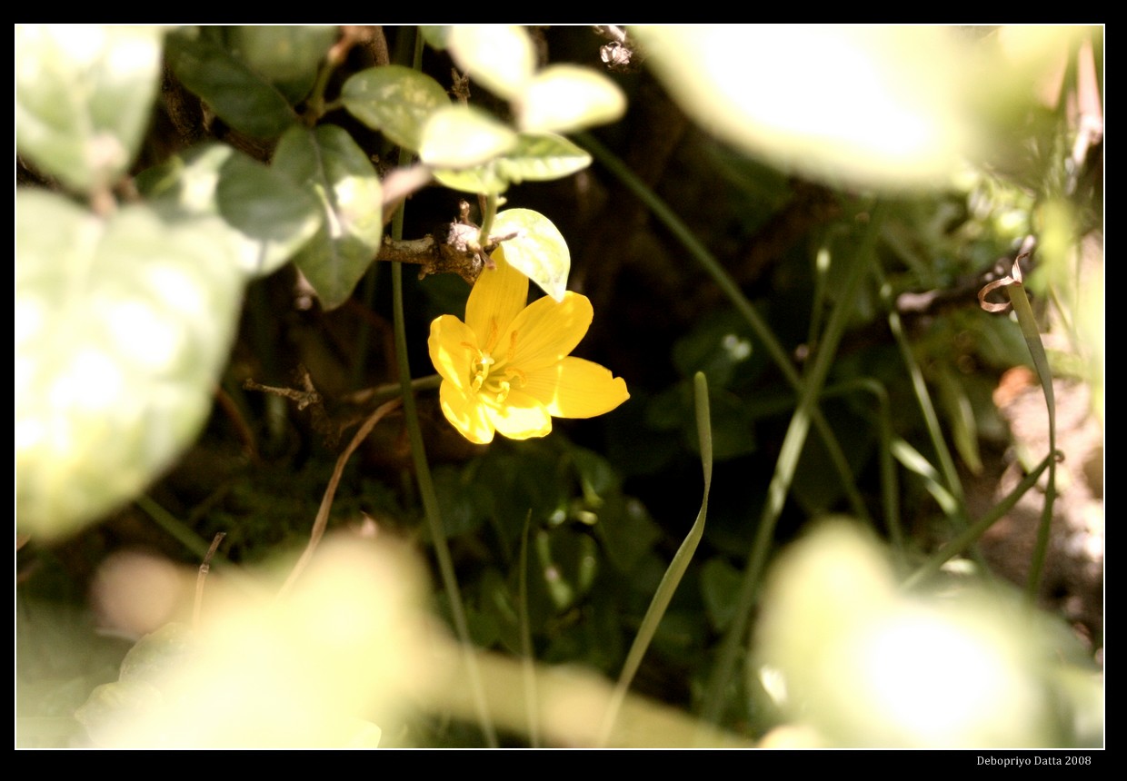 [Flowers_01.jpg]