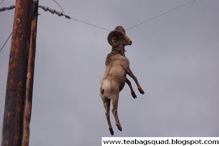 [ram_hanging_from_power_line_by_horn.jpg]