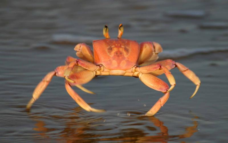[crab!.jpg]
