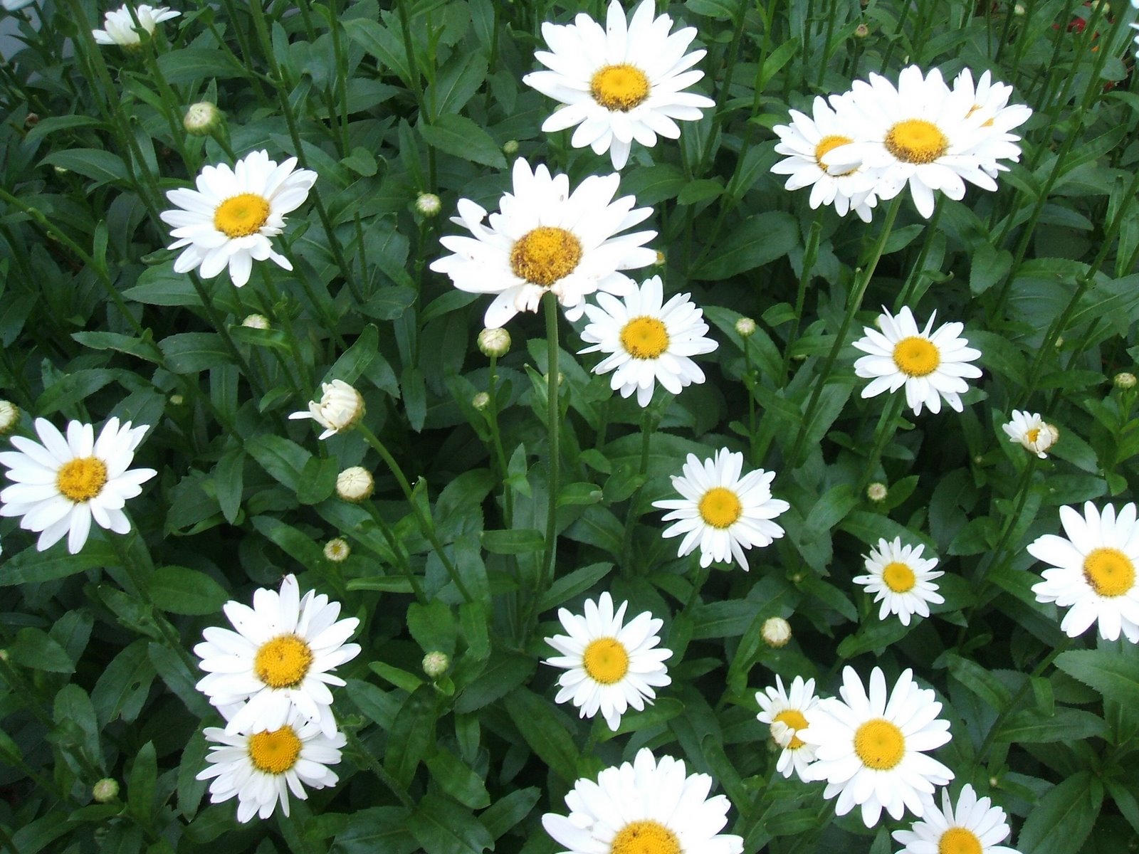 [daisys.jpg]