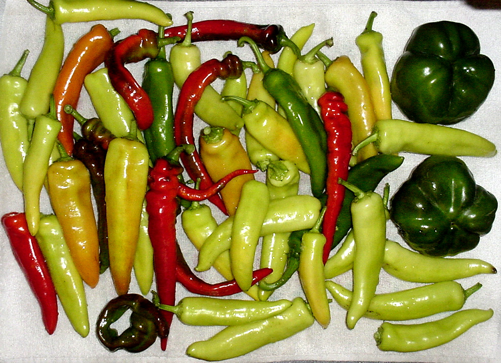 [peppers-2.jpg]