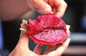 [pitaya-fruit1.jpg]