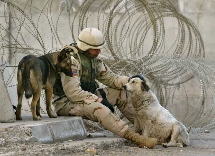 [American_Soldier_and_Dogs_4.jpg]