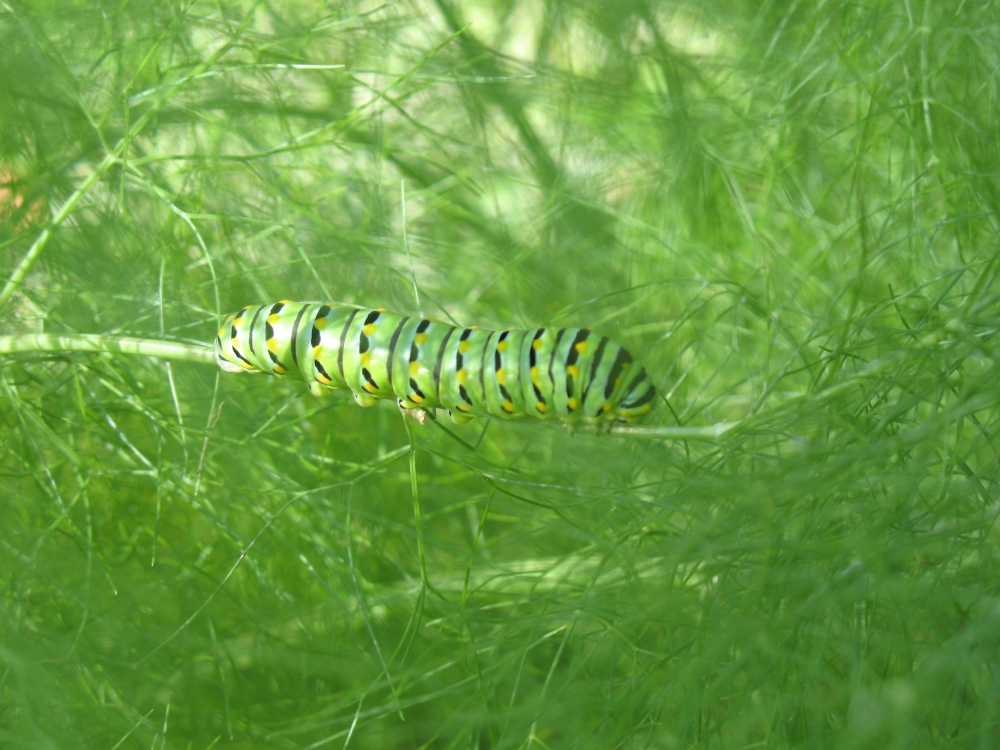 [caterpillar+in+the+fennel.jpg]
