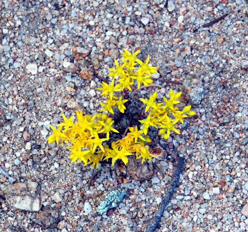 [little+yellow+flowers.JPG]