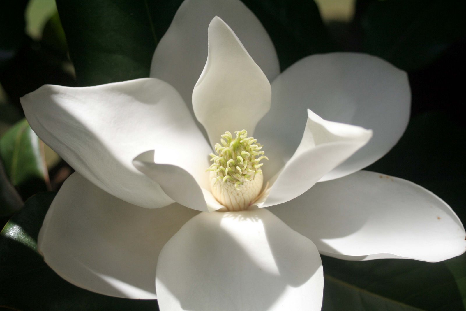 [magnolia+2.jpg]