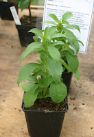 Stevia rebaudiana, cultivated under glass in Denmark (photo by Steen Porse, July 2006)