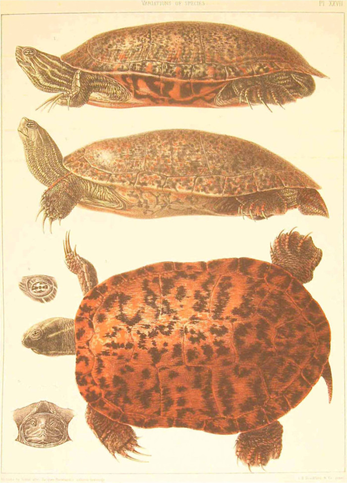 [Louis Agassiz 1857 turtle 5.jpg]
