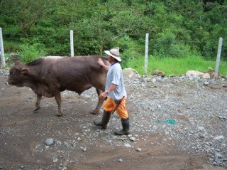 [cows+and+bule+boy+Small+Web+view.jpg]