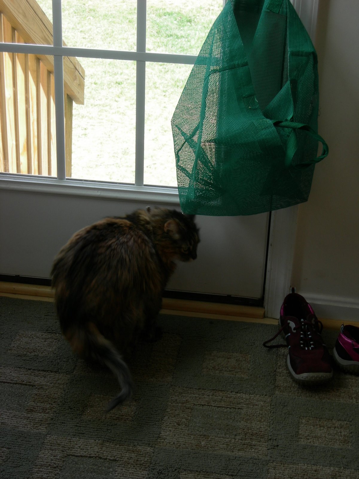 [cat+door+bag+shoes.JPG]