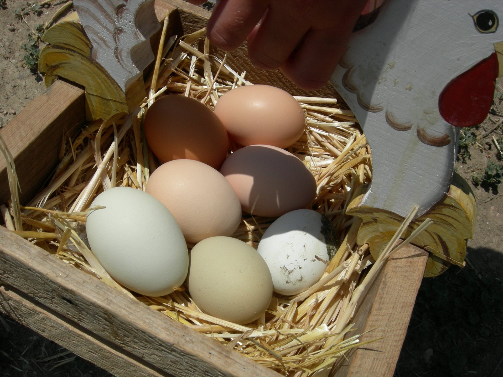 [farm+fresh+eggs.JPG]