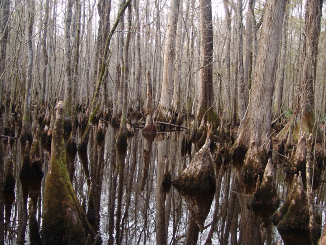 [swamp.jpg]