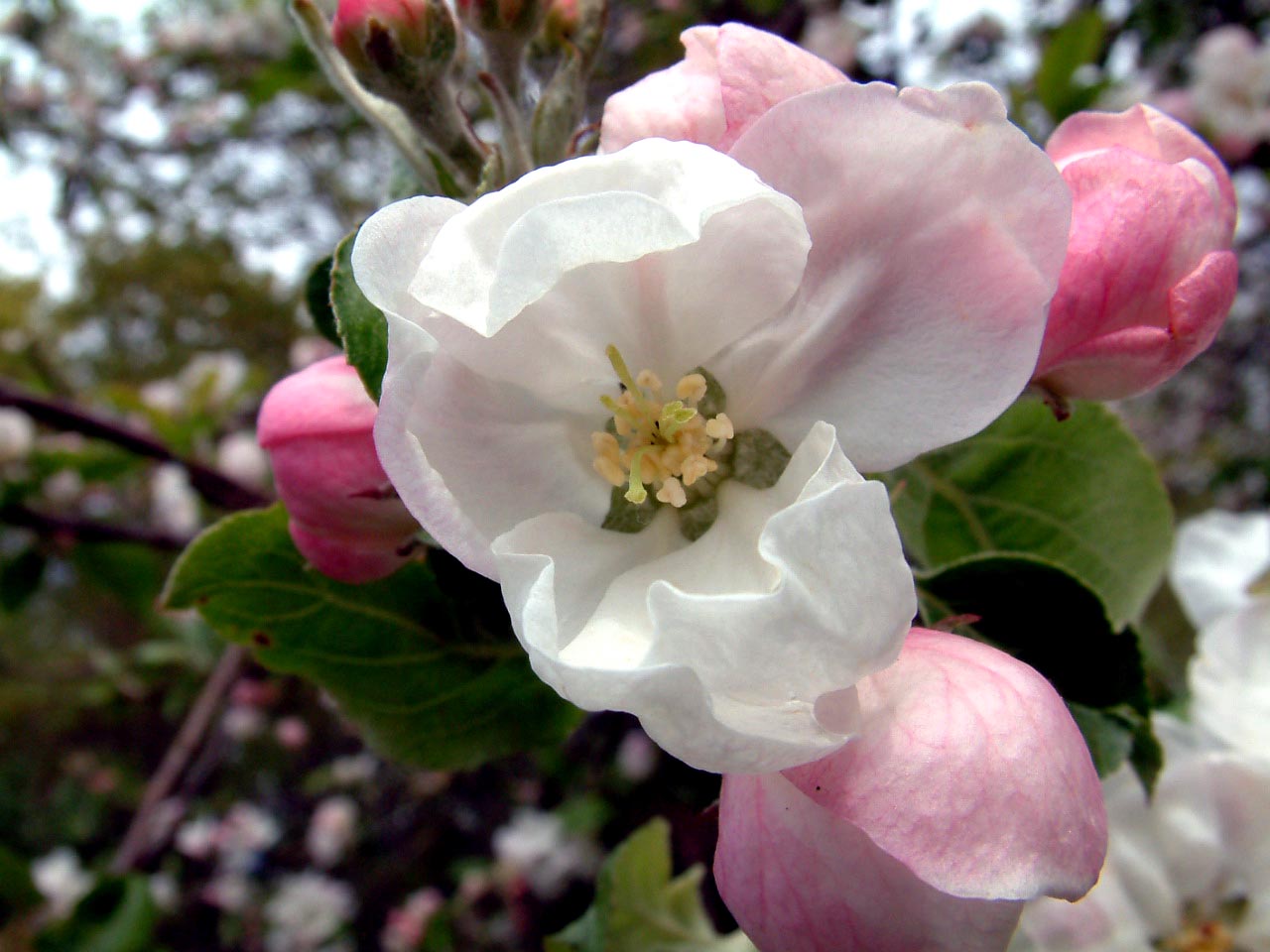 [2007-Apr+25+Apple+Blossoms+4.JPG]