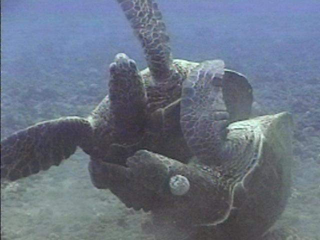 [sea-turtle-sex.jpg]