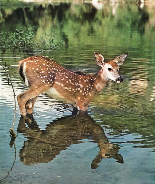 [Mule-Deer-Fawn-In-Water-Reflection.Jpg]
