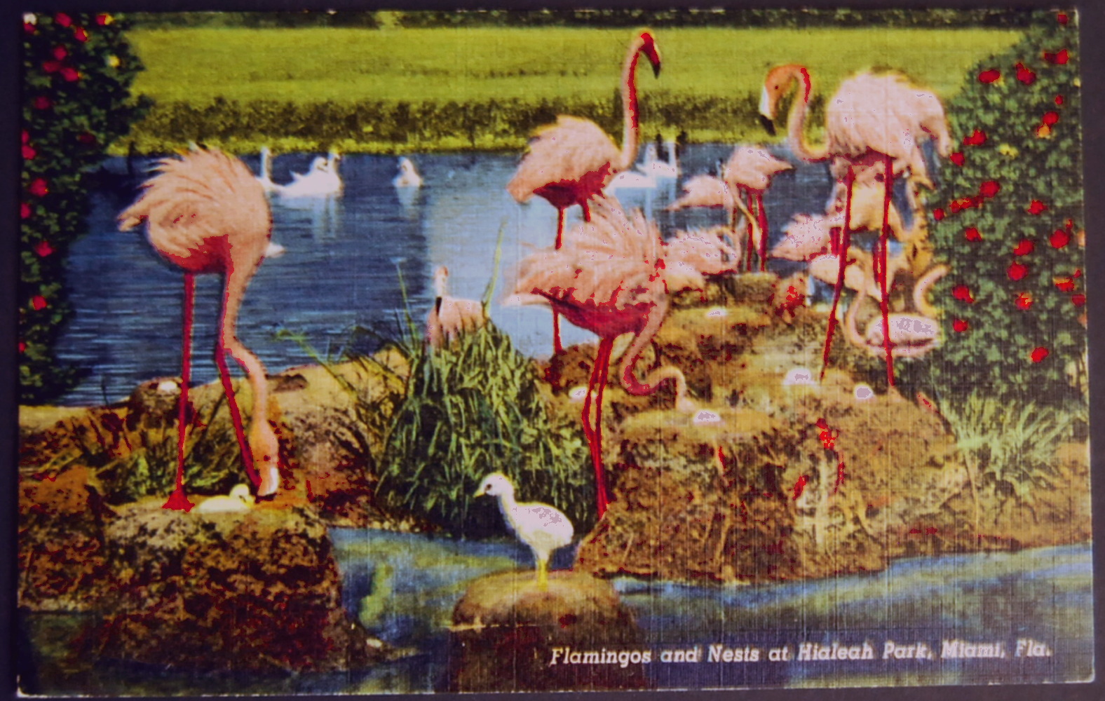 [flamingoes+1.jpg]