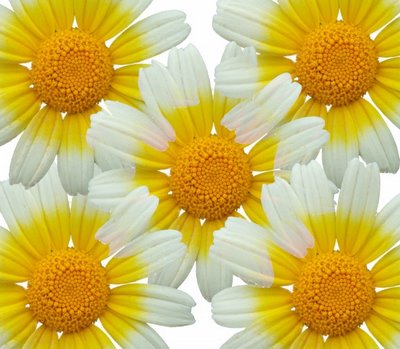 [daisyflowers.jpg]