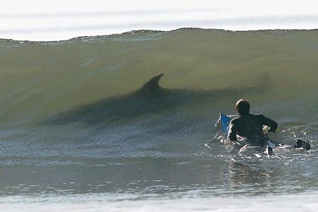 [surfing-shark-scare.jpg]