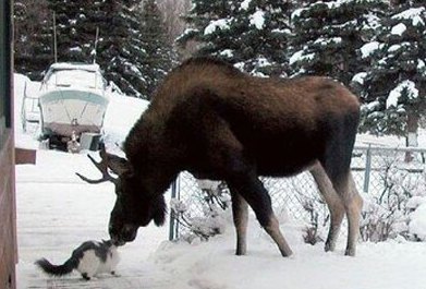 [moose-kisses-cat.jpg]