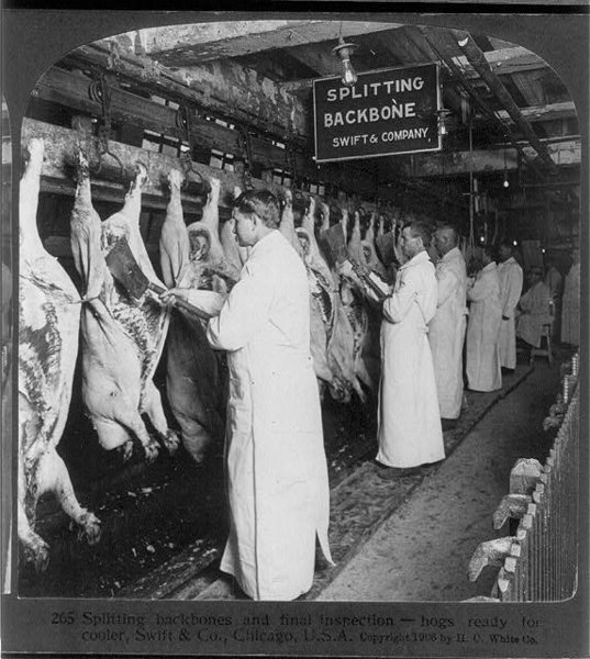[537px-Chicago_meat_inspection_swift_co_1906.jpg]