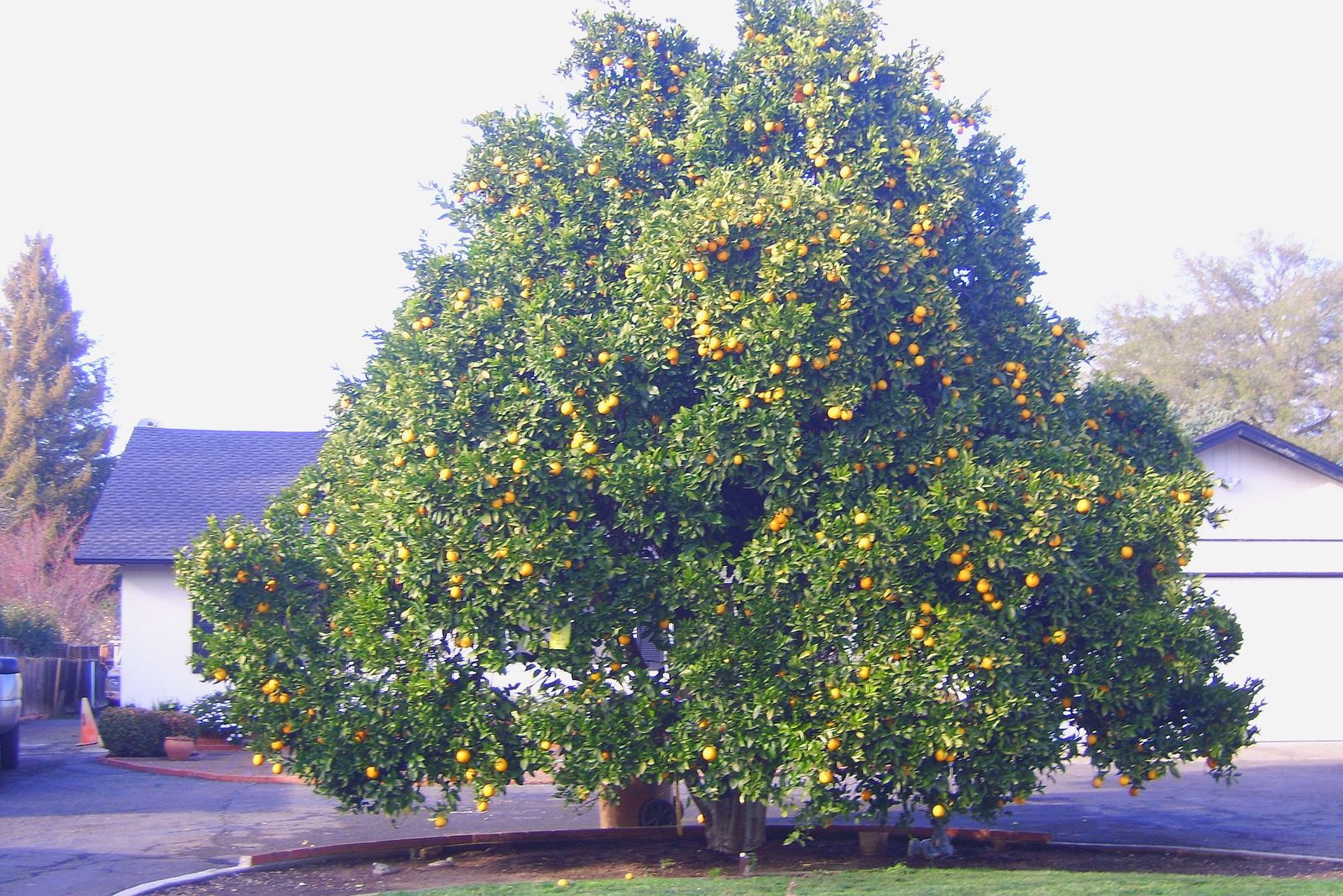 [Big+Orange+Tree.jpg]