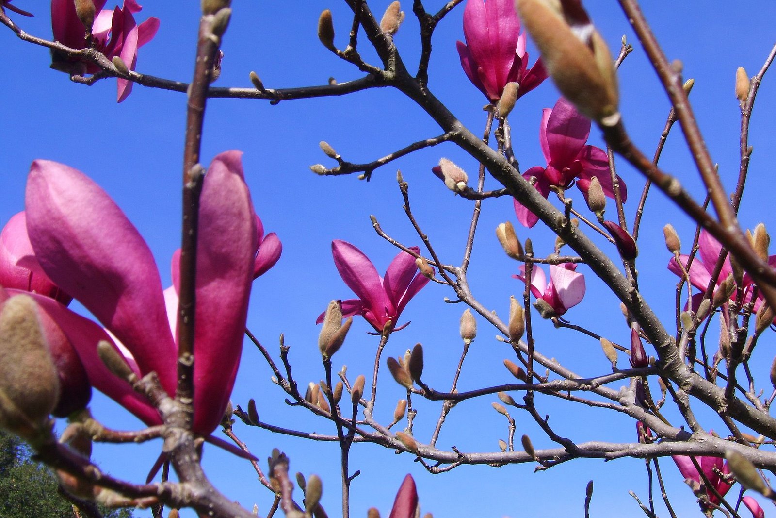 [magnolia3.jpg]