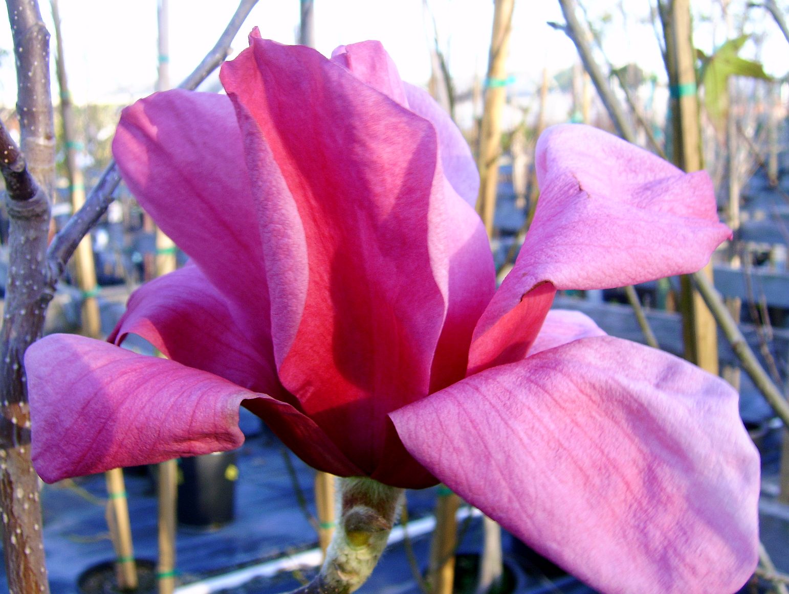 [Vulcan+magnolia.jpg]